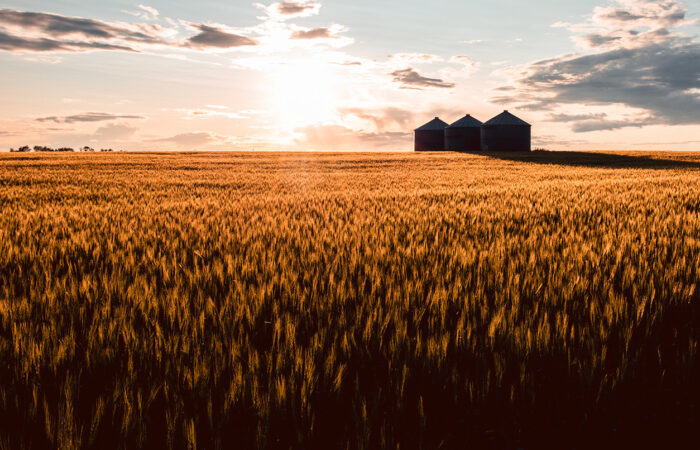 farm field with the sun shining and graneries in the background