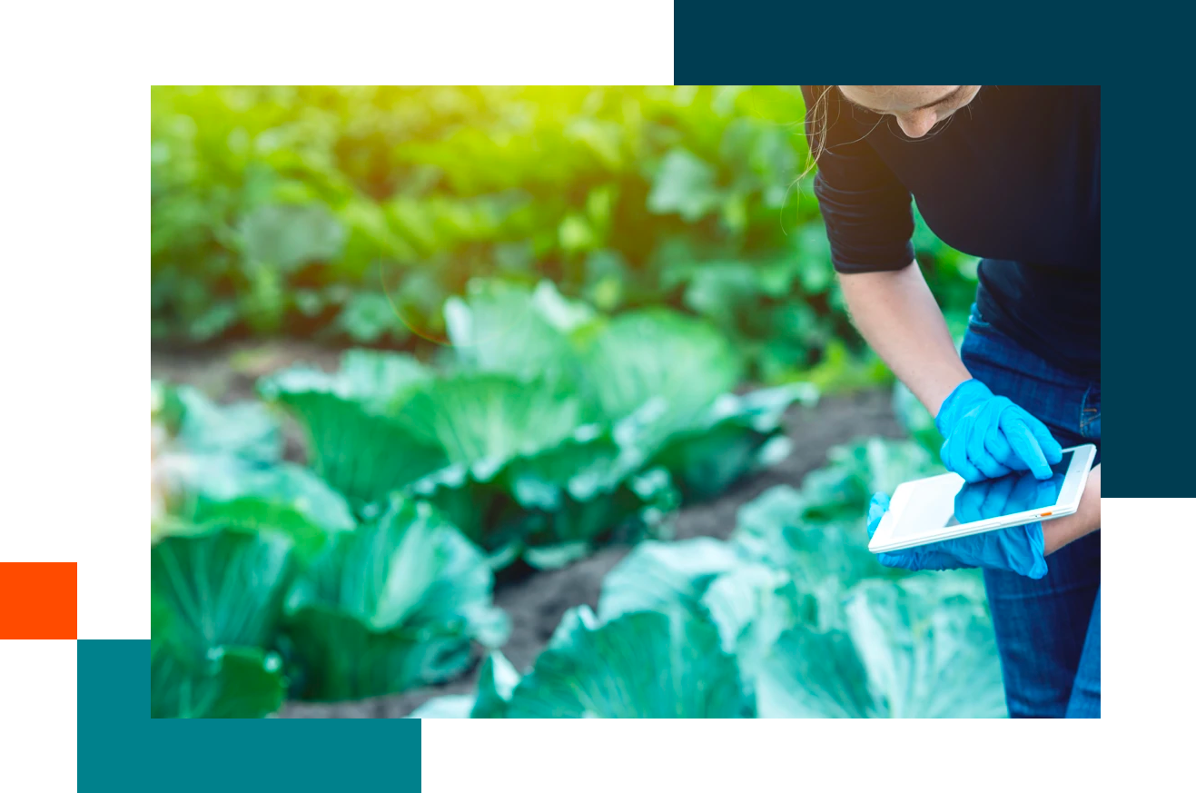 Agronomist working in crops holding a tablet