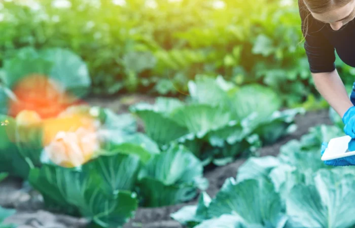 Agronomist working in crops holding a tablet