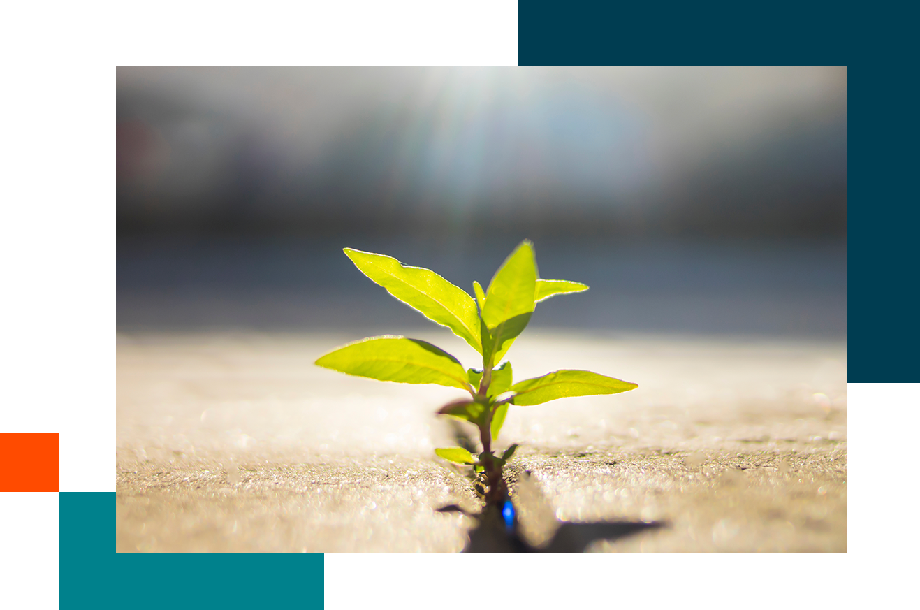 Small green plant growing through pavement