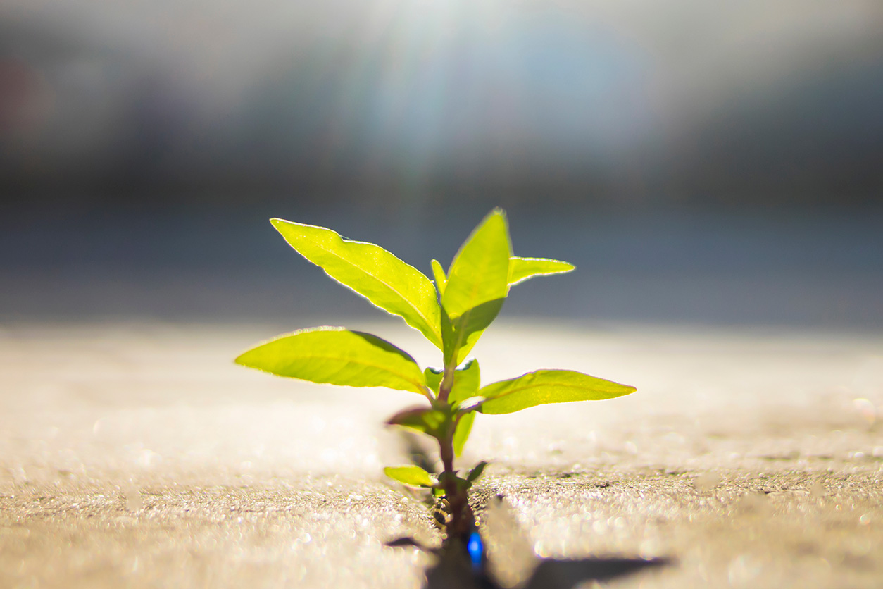 Small green plant growing through pavement